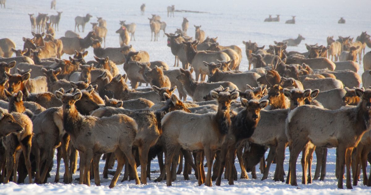 National Elk Refuge - Jackson Hole, Wyoming